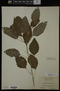 Impatiens capensis image