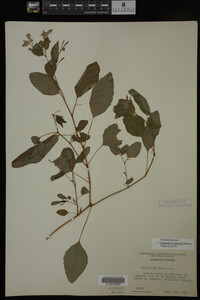 Impatiens capensis image
