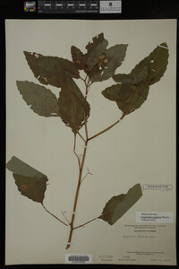Impatiens capensis image