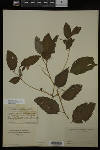 Impatiens capensis image
