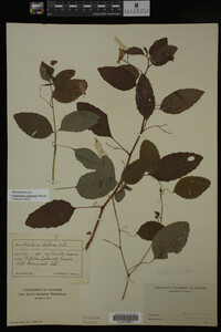 Impatiens capensis image