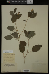 Impatiens capensis image