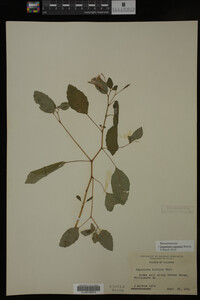 Impatiens capensis image