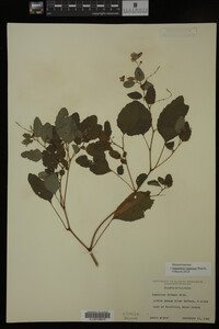 Impatiens capensis image