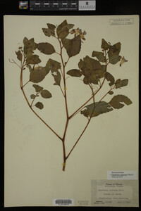 Impatiens capensis image