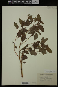 Impatiens capensis image