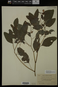 Impatiens capensis image