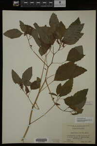Impatiens capensis image