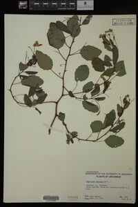 Impatiens capensis image