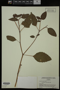 Impatiens capensis image