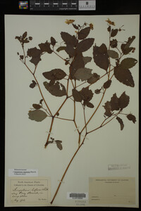 Impatiens capensis image