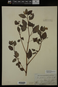 Impatiens capensis image