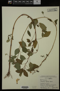 Impatiens capensis image