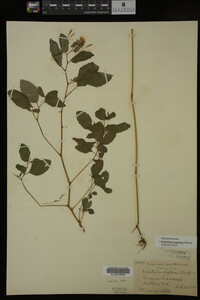 Impatiens capensis image