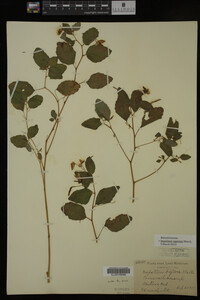 Impatiens capensis image