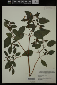 Impatiens capensis image