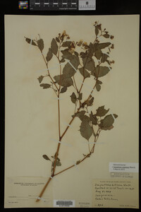 Impatiens capensis image