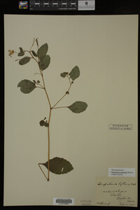 Impatiens capensis image