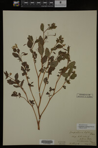 Impatiens capensis image