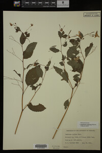 Impatiens capensis image