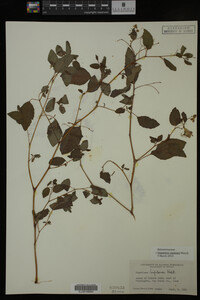 Impatiens capensis image