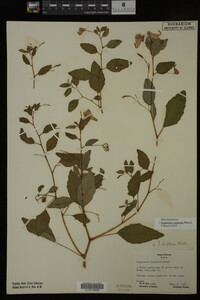Impatiens capensis image