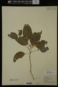 Impatiens capensis image