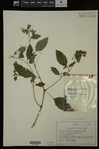 Image Associated With the Occurrence