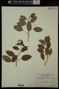 Impatiens capensis image