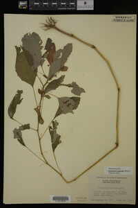 Impatiens capensis image