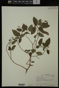Image Associated With the Occurrence