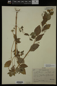 Impatiens capensis image