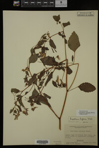 Impatiens capensis image