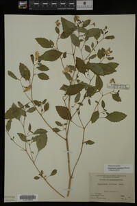 Impatiens capensis image