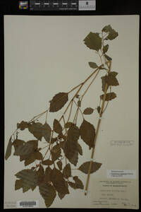 Impatiens capensis image
