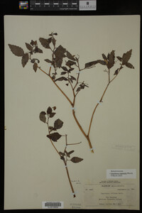 Impatiens capensis image