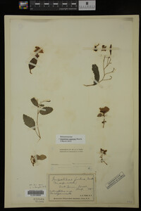 Impatiens capensis image