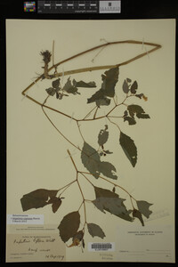 Impatiens capensis image