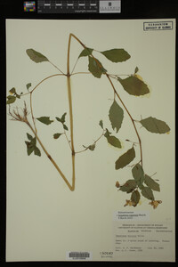 Impatiens capensis image