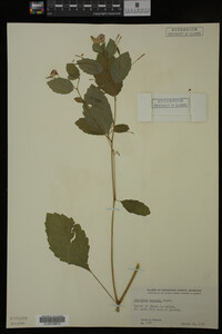 Impatiens capensis image