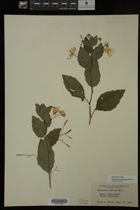 Impatiens capensis image
