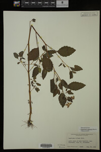 Impatiens capensis image