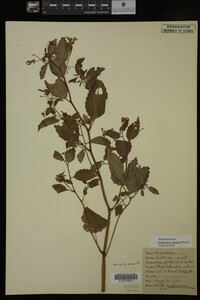 Impatiens capensis image