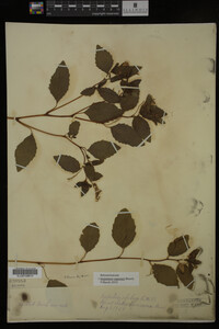 Impatiens capensis image