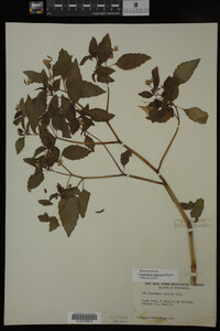 Impatiens capensis image