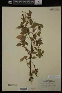 Image Associated With the Occurrence