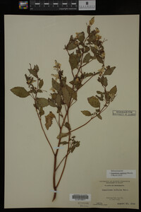 Impatiens capensis image