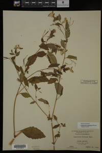 Impatiens capensis image