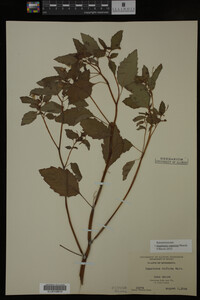 Impatiens capensis image