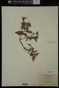 Impatiens capensis image